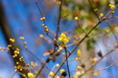 Japanese allspice,WinterSweet